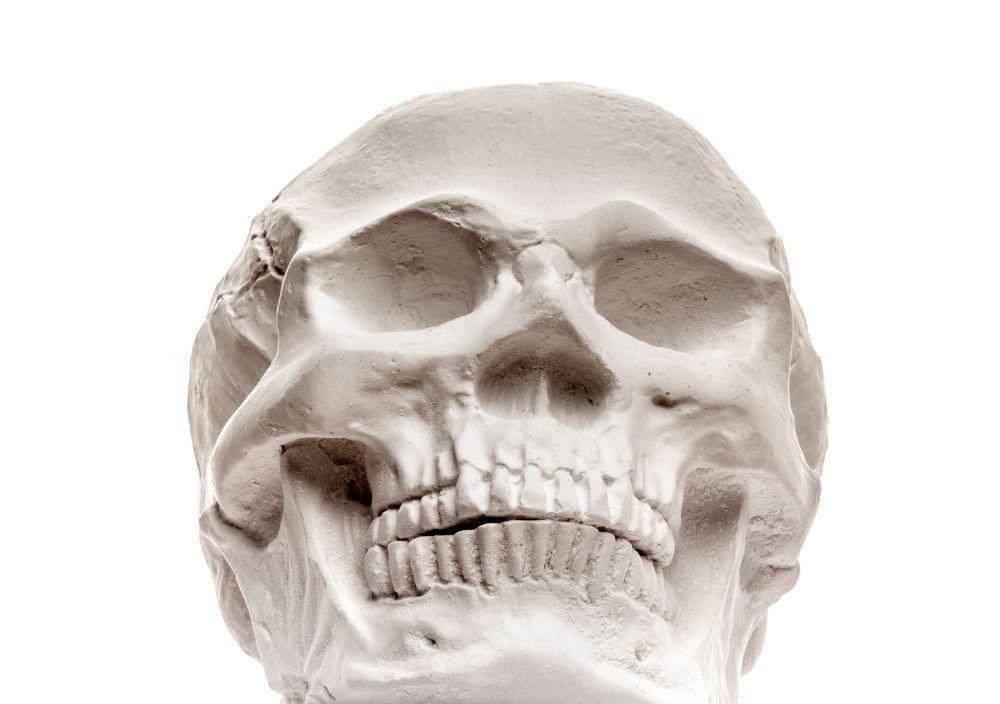 頭蓋骨　頭の骨